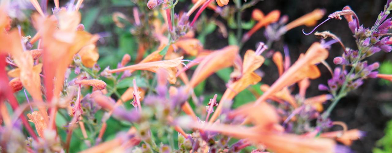 Pollinators