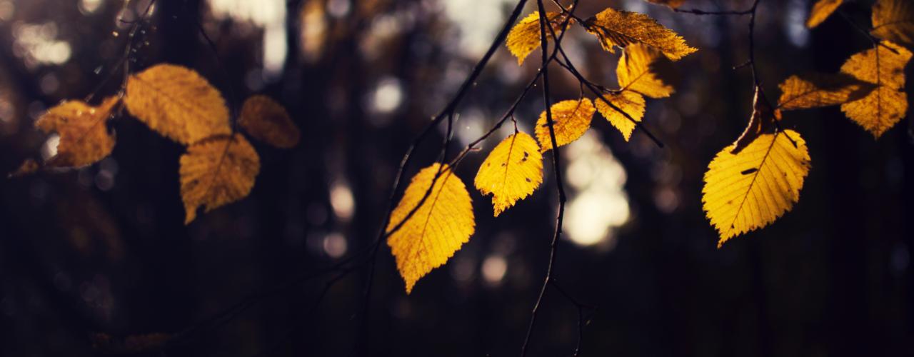 Leaves