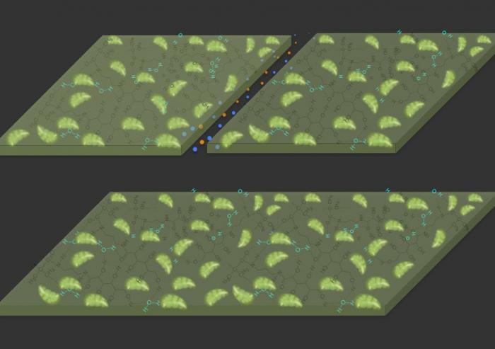 Diagrams illustrate the self-healing properties of the new material. At top, a crack is created in the material, which is composed of a hydrogel (dark green) with plant-derived chloroplasts (light green) embedded in it. At bottom, in the presence o...