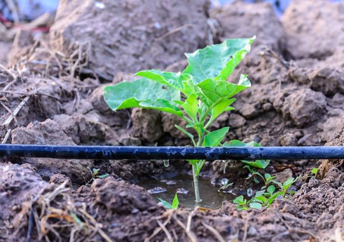 Engineers at MIT have found a way to cut the cost of solar-powered drip systems by half, by optimizing the drippers. Furthermore, these new drippers can halve the pumping power required to irrigate, lowering energy bills for farmers. Pictured is a...