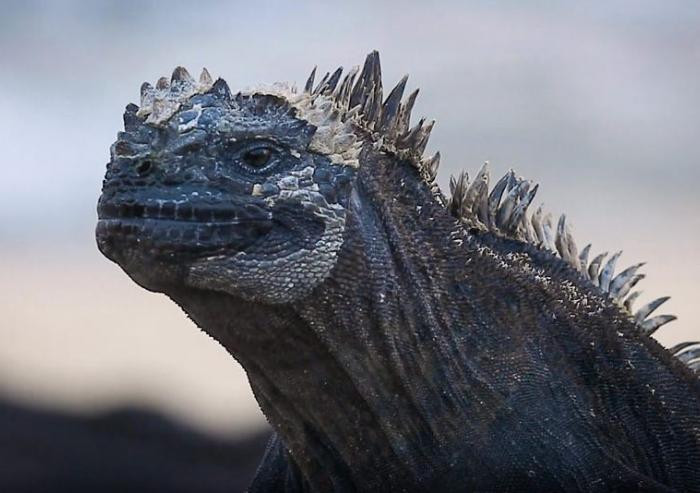 MIT Professor Otto Cordero is researching whether microbiome engineering could make the threatened Galapagos marine iguana more resilient to climate change.