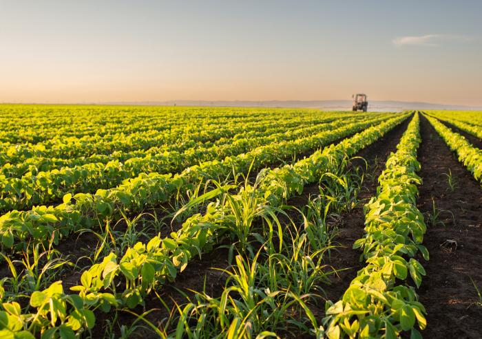 A study by MIT researchers shows how a common fertilizer ingredient could enable new ways to increase plants’ resilience to UV stress and enhance seedling growth.