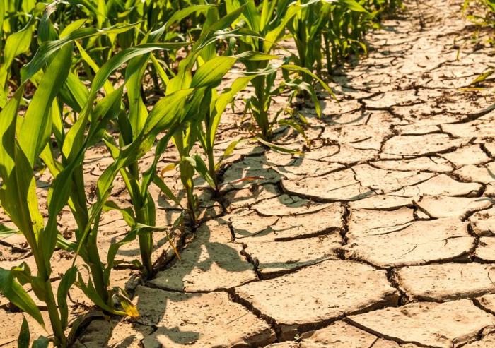 MIT scientists have found that climate change will likely worsen drought conditions in parts of Africa, dramatically reshaping the production of maize throughout sub-Saharan Africa as global temperatures rise over the next century. 
