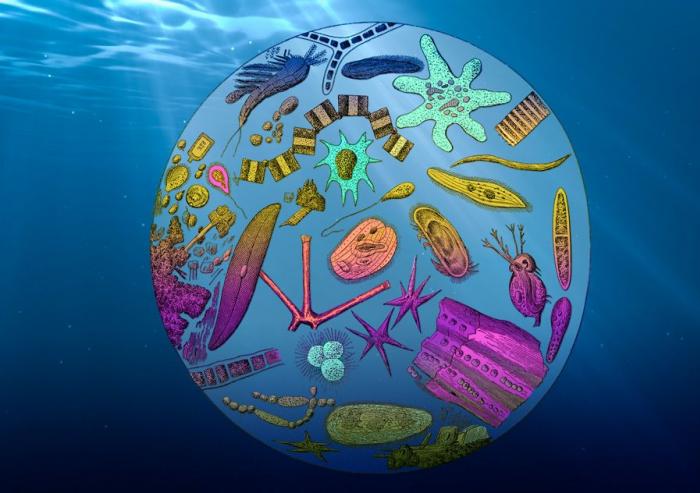 MIT climate scientists have found that the ocean’s export efficiency, or the fraction of total plankton growth that is sinking to its depths, is decreasing, due mainly to rising global temperatures.Image: MIT News