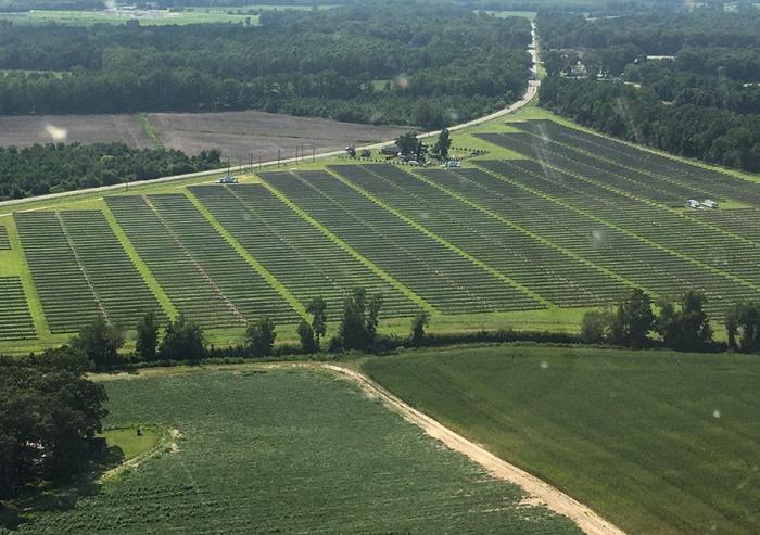 A solar farm in North Carolina using the same type of solar panels Summit Farms will use.Image: Joe Higgins