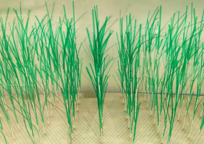
              A new MIT study provides greater detail about how thes protective benefits of marsh plants work under real-world conditions shaped by waves and currents. The simulated plants used in lab experiments were designed based on Spartin...