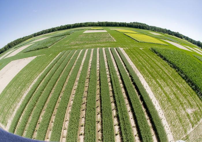 At Michigan State University’s W. K. Kellogg Biological Station, Great Lakes Bioenergy Research Center researchers are evaluating the performance of a variety of novel bioenergy crop production systems for crop yield and quality, impacts o...
