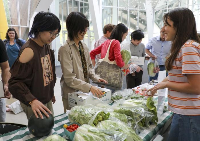 MIT graduate students select Napa cabbage and other produce harvested the previous day by MIT volunteers at the Monday Farm Stand in Stata Lobby.