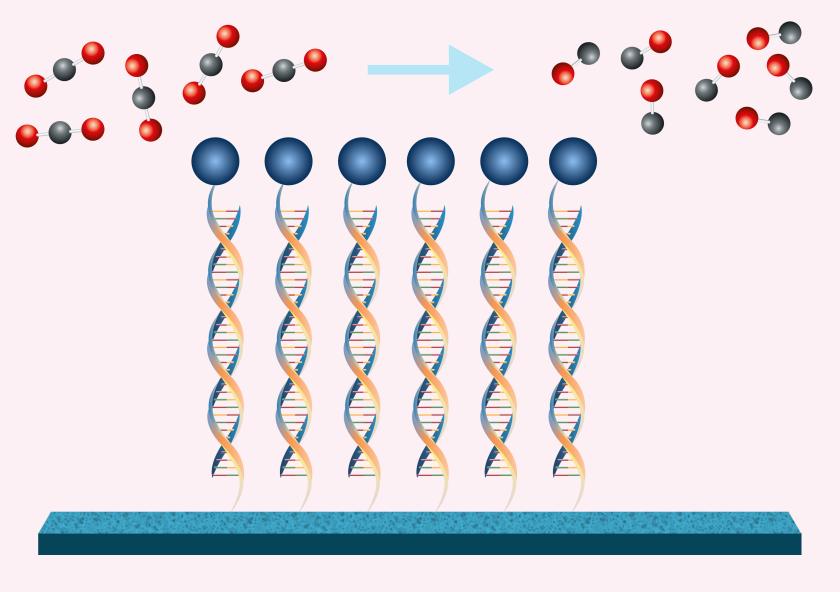 MIT chemical engineers have shown that by using DNA to tether a catalyst (blue circles) to an electrode, they can make the conversion of carbon dioxide to carbon monoxide much more efficient.
Credit: Christine Daniloff...
MIT chemical engineers have shown that by using DNA to tether a catalyst (blue circles) to an electrode, they can make the conversion of carbon dioxide to carbon monoxide much more efficient.
Credit: Christine Daniloff...