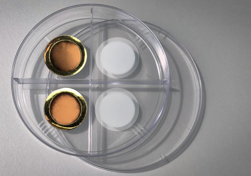 On the right is a porous anodized aluminum oxide membrane. The left side shows the same membrane after coating it with a thin layer of gold, making the membrane conductive for electrochemical gas gating.
Image: Felic...
On the right is a porous anodized aluminum oxide membrane. The left side shows the same membrane after coating it with a thin layer of gold, making the membrane conductive for electrochemical gas gating.
Image: Felic...