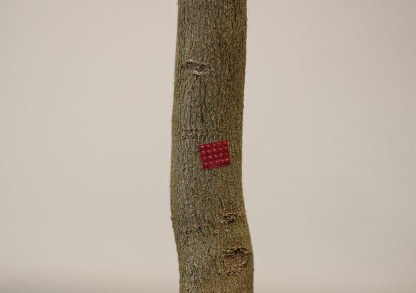 A microinjection device (red) is attached to a citrus tree, providing a way of injecting pesticide or other materials directly into the plant's circulatory system.Images: Courtesy of the researchers