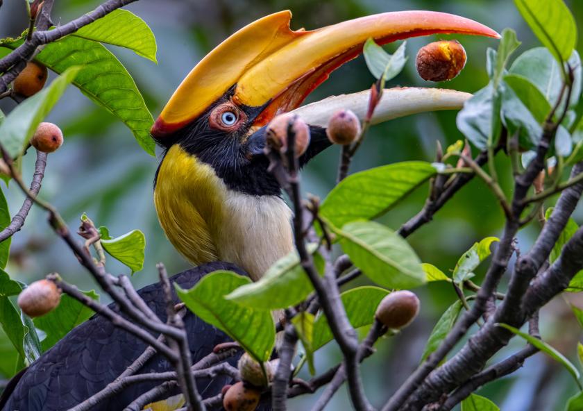A great hornbill (Buceros bicornis) eats a fig in Royal Manas National Park, Bhutan. Hornbills are key long-distance seed dispersers in Asian tropical forests, but forest degradation, hunting, and wildlife trade threaten the ecological roles they play. A great hornbill (Buceros bicornis) eats a fig in Royal Manas National Park, Bhutan. Hornbills are key long-distance seed dispersers in Asian tropical forests, but forest degradation, hunting, and wildlife trade threaten the ecological roles they play.