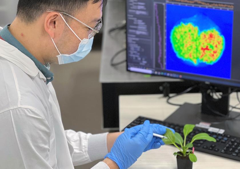 The continued study of gibberellins could lead to further breakthroughs in agricultural science and have implications for food security.
Photo courtesy of SMART.
The continued study of gibberellins could lead to further breakthroughs in agricultural science and have implications for food security.
Photo courtesy of SMART.
