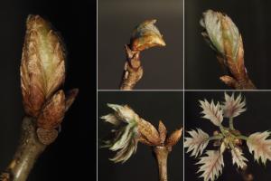 Meghan Blumstein studied red oak genotypes across New England, concentrating on trees that were within reach in Cambridge, Massachusetts. She then collaborated with people doing research at the Harvard Forest, a research forest in rural central Massachusetts. 