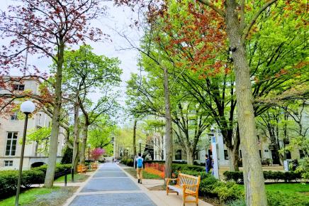 Treelined campus path