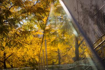 yellow tree reflecting into building windows 