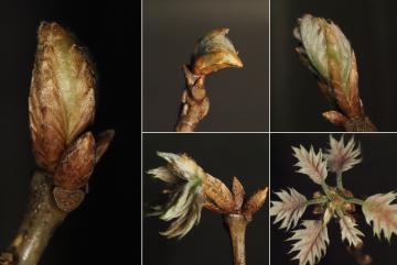Meghan Blumstein studied red oak genotypes across New England, concentrating on trees that were within reach in Cambridge, Massachusetts. She then collaborated with people doing research at the Harvard Forest, a research forest in rural central Massachusetts. 