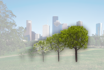 MIT Assistant Professor Sara Beery contributed to the new Tree D-fusion system, which can generate a simulation-ready 3D model of a real tree from images such as those found on Google Street View. The system leverages a tree shape generated using species- and environment-specific data to create realistic, lifelike tree models.