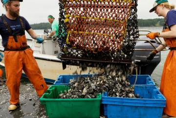 Oyster farmers work from a floating barge in the Damariscotta River Estuary in Maine, where they harvest and sort grown oysters.