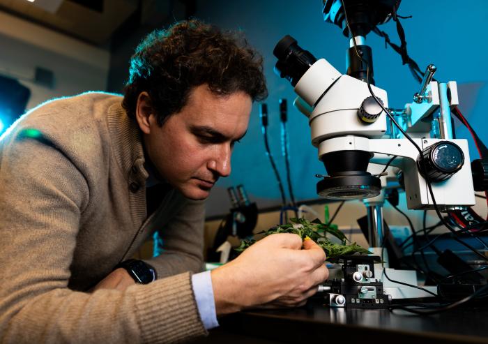 
              Professor Benedetto Marelli uses silk-based technologies to help crops grow and to preserve perishable foods.
              Photo: Jake Belcher
      