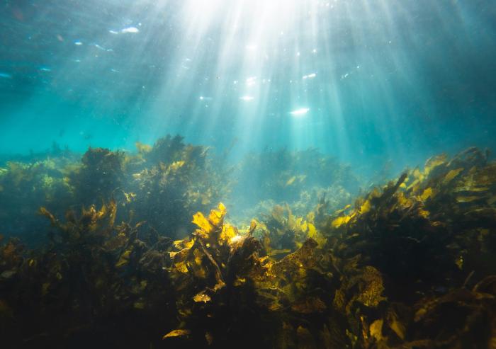 No single microbe can break down fucoidan, a tough carbohydrate molecule produced by ocean algae. A team of researchers shows that communities of marine bacteria divide the work instead, offering new insight into how the ocean stores carbon over long periods of time.