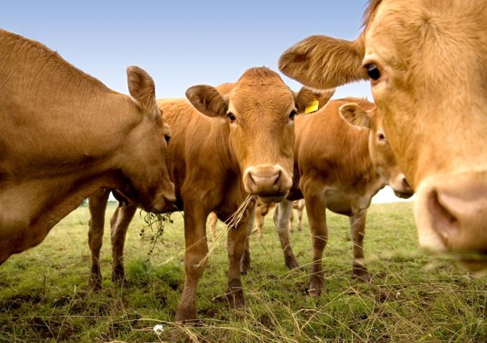 
              Cattle grazing can either be a source of greenhouse gas emissions or a sink for these emissions, depending on the intensity of grazing, according to a new study by scientists at MIT and in China.
              Image: iStock
      