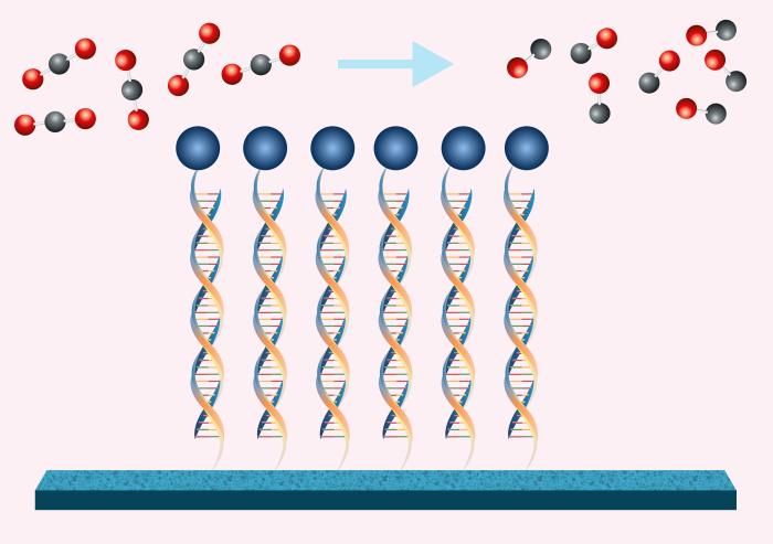 
              MIT chemical engineers have shown that by using DNA to tether a catalyst (blue circles) to an electrode, they can make the conversion of carbon dioxide to carbon monoxide much more efficient.
              Credit: Christine Daniloff...