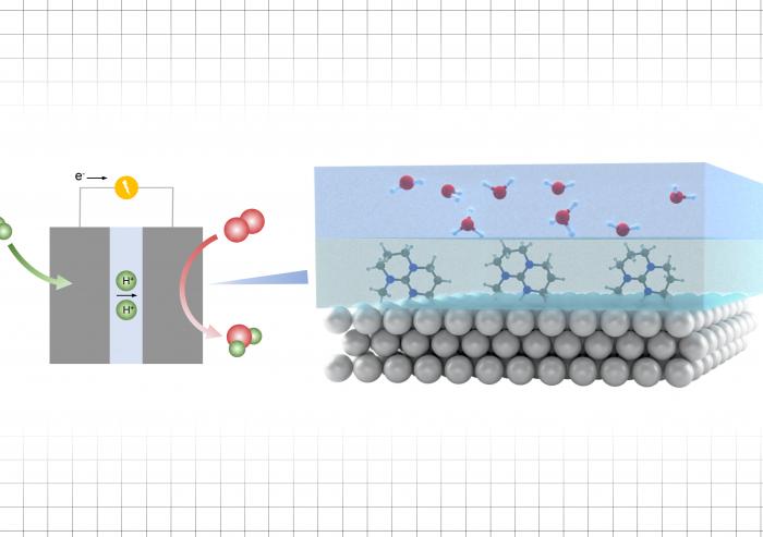 
              This diagram illustrates the new process for enhancing reaction rates in an electrocatalytic process. The catalyst layer, made of gold or platinum, is shown as gray spheres at the bottom, and the material to be catalyzed is shown a...