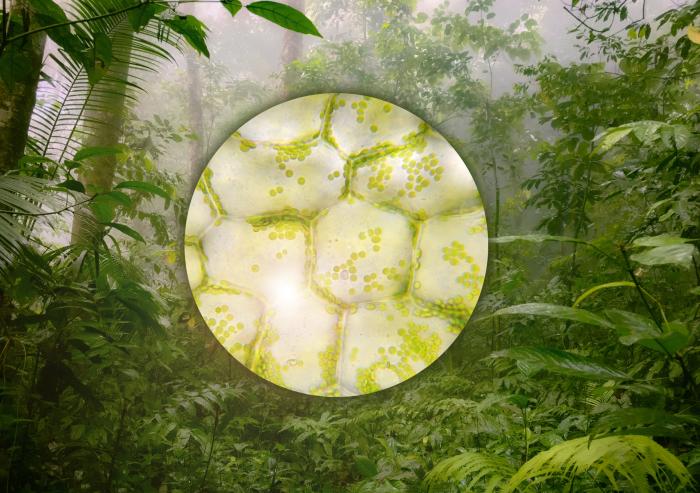 The startup Foray Bioscience, founded by an MIT alumna, is engineering plants from single cells to create new materials and protect endangered species.