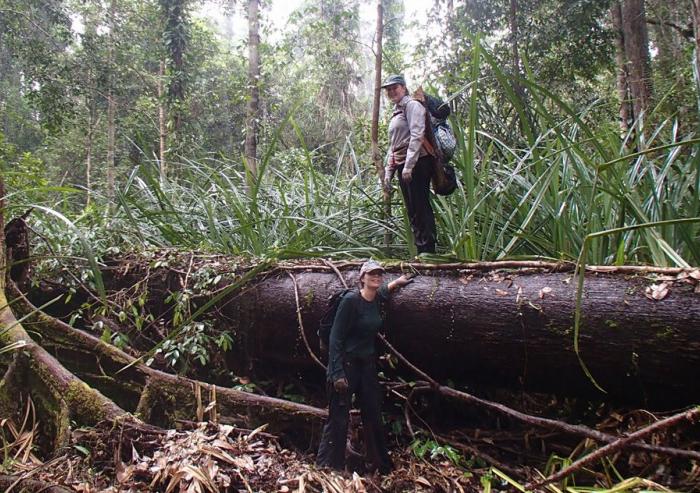 In this photo, Alison Hoyt stands on top of a log during a research trip in a peat swamp forest in Borneo. Tropical peatlands are permanently flooded forest lands, where the debris of fallen leaves and branches is preserved by the wet environmen... In this photo, Alison Hoyt stands on top of a log during a research trip in a peat swamp forest in Borneo. Tropical peatlands are permanently flooded forest lands, where the debris of fallen leaves and branches is preserved by the wet environmen...