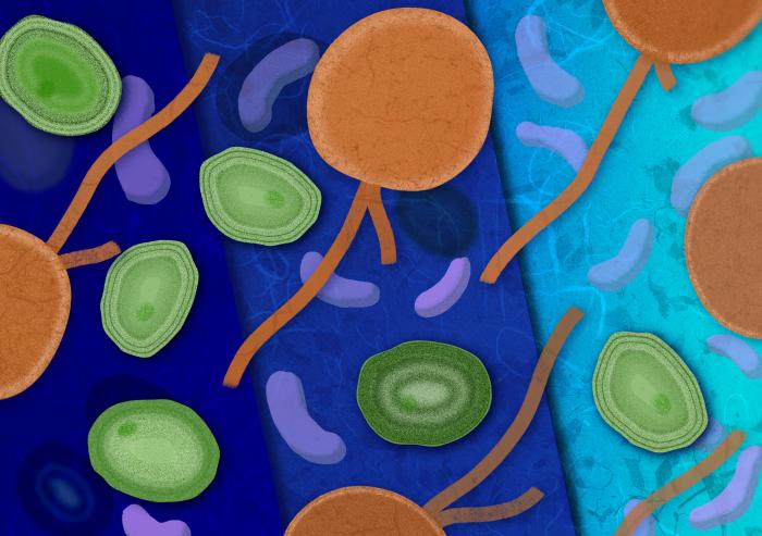 
              Where the microbe Prochlorococcus, pictured in green, lives is not determined primarily by temperature, as previously thought. An MIT study finds that a relationship with bacteria, purple, and a shared predator, orange, actually set...