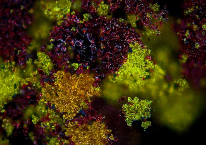 
              Pictured are rare earth oxides of neodymium, praseodymium, and dysprosium – all critical components for magnets – that have been processed with sulfidation technology.  The violet regions are neodymium-rich sulfide, the gree...