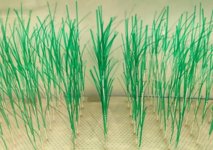 A new MIT study provides greater detail about how thes protective benefits of marsh plants work under real-world conditions shaped by waves and currents. The simulated plants used in lab experiments were designed based on Spartin...
A new MIT study provides greater detail about how thes protective benefits of marsh plants work under real-world conditions shaped by waves and currents. The simulated plants used in lab experiments were designed based on Spartin...