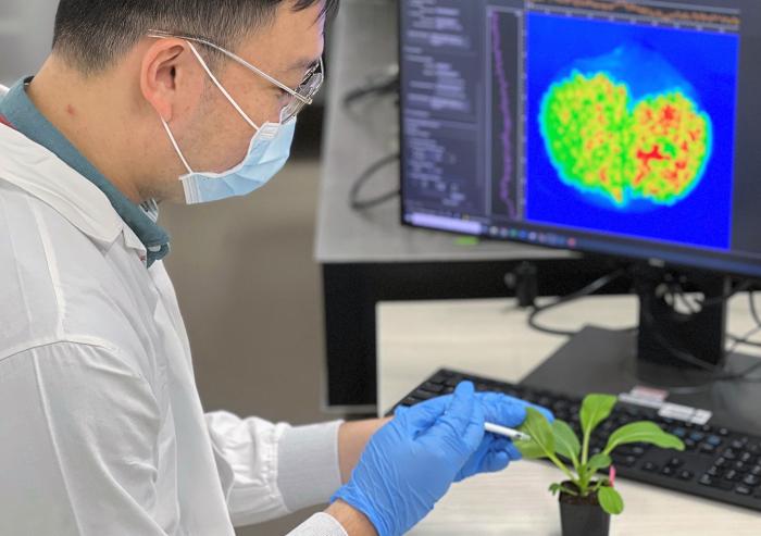 The continued study of gibberellins could lead to further breakthroughs in agricultural science and have implications for food security.
Photo courtesy of SMART.
The continued study of gibberellins could lead to further breakthroughs in agricultural science and have implications for food security.
Photo courtesy of SMART.
