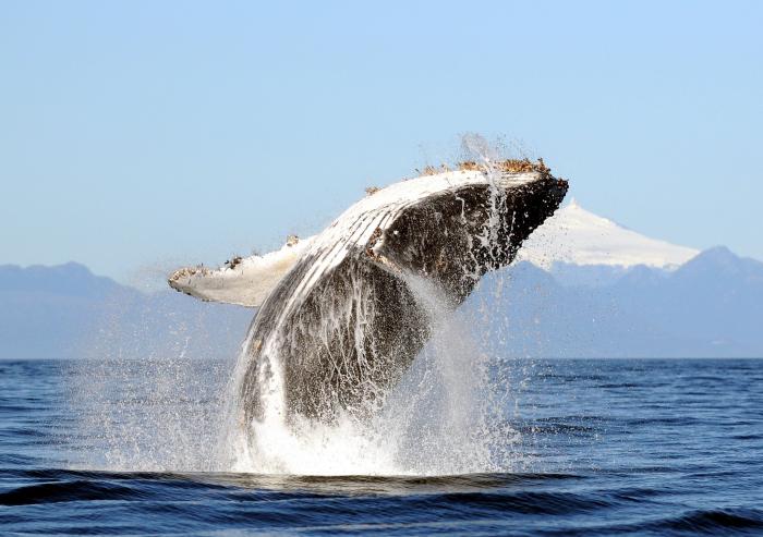 Humpback whales have seen a major rebound in numbers, thanks to conservation efforts, from a few hundred left in the 1970s to tens of thousands at present.Photo: R. Hucke-Gaete/Universidad Austral de Chile