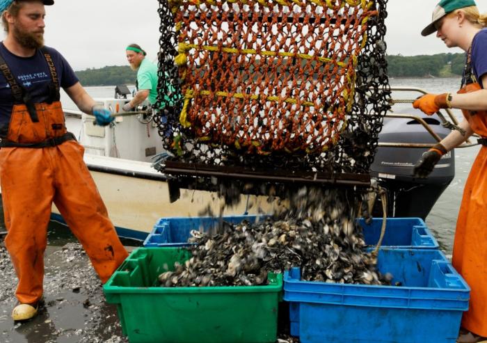 Oyster farmers work from a floating barge in the Damariscotta River Estuary in Maine, where they harvest and sort grown oysters.