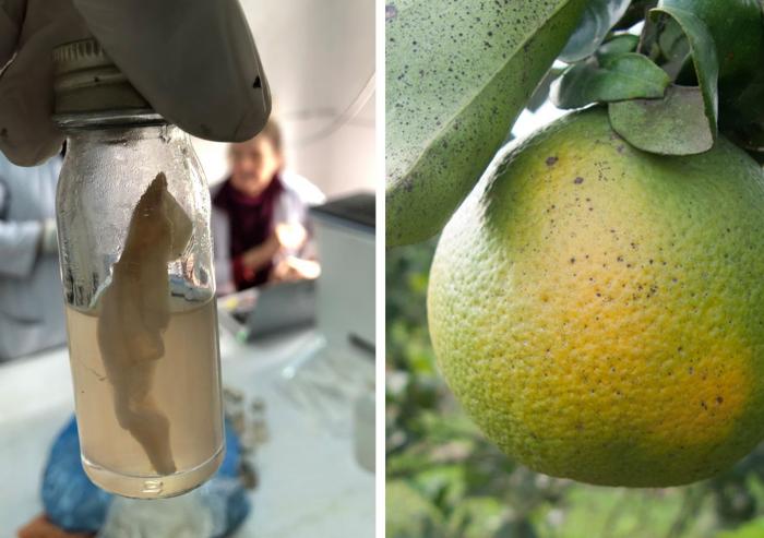 Left: A water sample undergoing testing using the J-WAFS-funded water quality test kit soon to be deployed throughout Nepal. Right: Citrus trees infected with citrus greening disease are highly contagious and can wipe out whole orange groves. ...