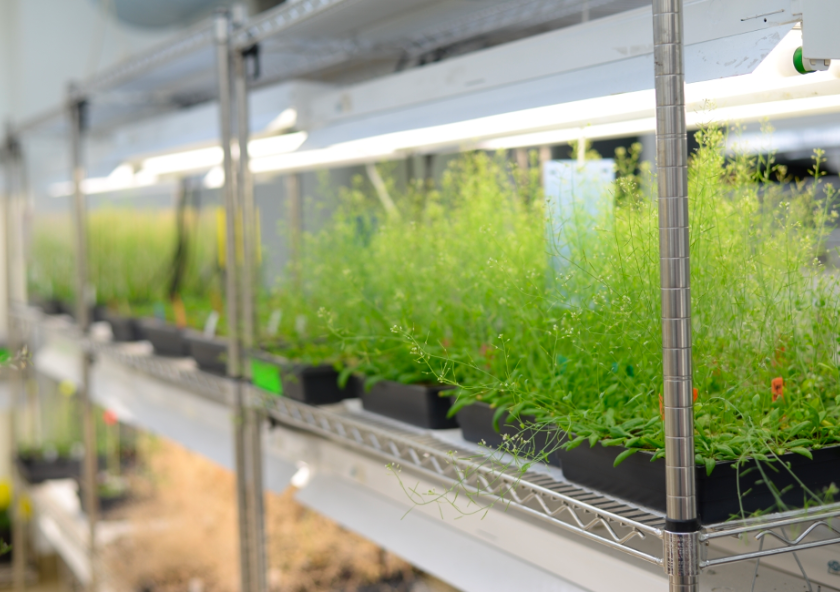 
              “If we want to ensure an abundant supply of nutritious food for the world, we need to develop fundamental mechanisms for bioengineering a wide variety of crop plants that will be both hearty and nutritious in the face of ou...