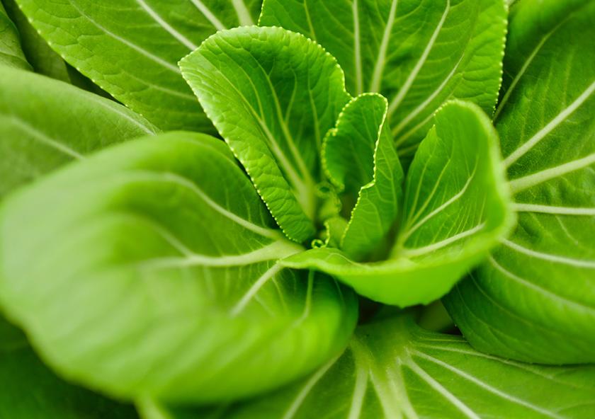 
              There is a growing need to improve agricultural production systems and increase crop productivity. Globally, bacterial pathogen infection in crop plants is one of the major contributors to agricultural yield losses.
          