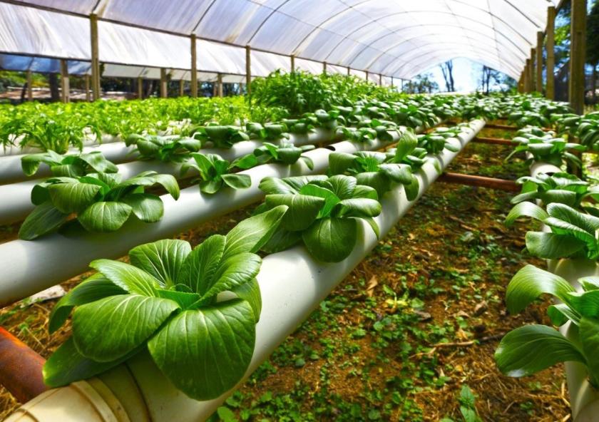 A five-day MIT Professional Education course — Agriculture, Innovation, and the Environment — showcased new technologies and strategies for making the agriculture industry more productive.