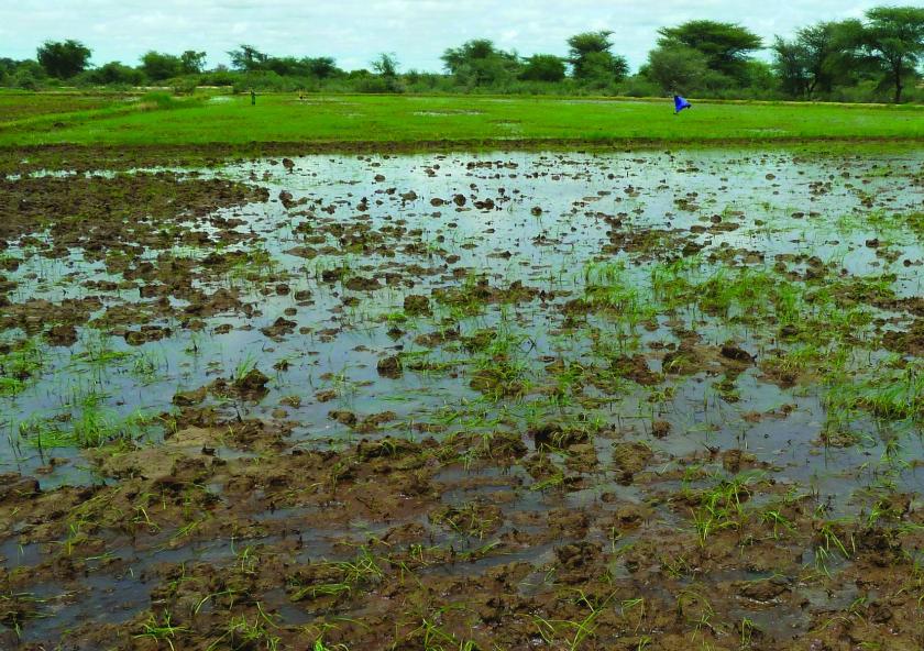 For their 2017 J-WAFS Seed Grant project, MIT professors Stephen Graves and Bishwapriya Sanyal will analyze irrigation practice, supply chain design, and extension services in Senegal. Their goal is to understand how policy and market condition...