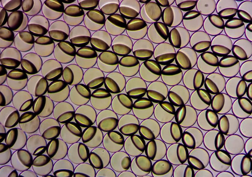 Janus emulsion droplets are captured in the process of changing form in response to the presence of contamination by a food pathogen in a lab setting. The emulsions can be viewed by the naked eye and, with the aid of a handheld sensor currently i...