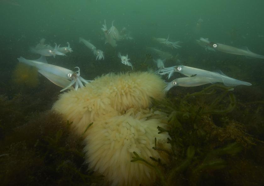 A spawning aggregation of longfin squid approaches a mop of eggs. 
