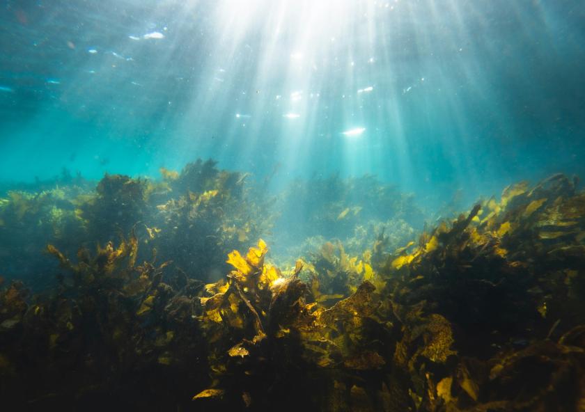 No single microbe can break down fucoidan, a tough carbohydrate molecule produced by ocean algae. A team of researchers shows that communities of marine bacteria divide the work instead, offering new insight into how the ocean stores carbon over long periods of time.