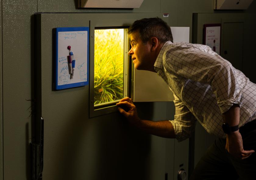 Plants are central to his lab, but David Des Marais sees them as a window into all living things. “Understanding why life is so diverse is fascinating to me,” Des Marais says.