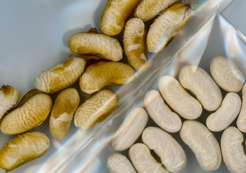 
              MIT researchers have devised a way to protect seeds from the stress of water shortage during their crucial germination phase, and even provide the plants with extra nutrition. 
              Image: Felice Frankel
      