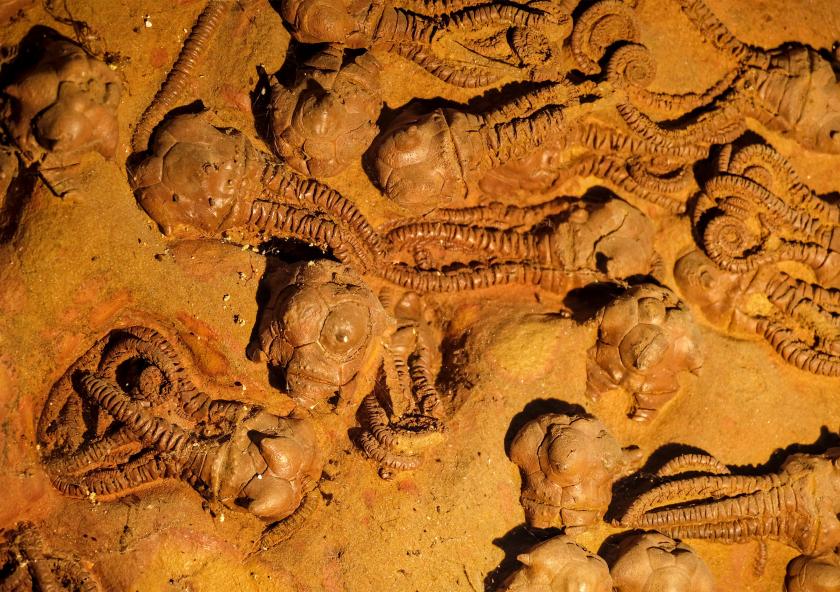 Crinoid fossils from the Permian Period. A new model suggests that the end-Permian and other mass extinctions on Earth may occur when environmental change outpaces the ability of species to adapt.