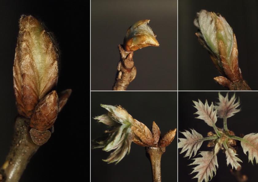 Meghan Blumstein studied red oak genotypes across New England, concentrating on trees that were within reach in Cambridge, Massachusetts. She then collaborated with people doing research at the Harvard Forest, a research forest in rural central Massachusetts. 