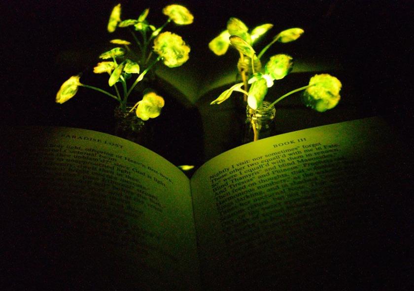Glowing nanobionic watercress illuminates the book “Paradise Lost.”Image: Strano Research Group