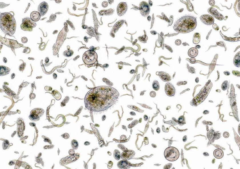 Iron is an essential nutrient for phytoplankton growth, but a new study finds that artificially pumping vast amounts of iron into the oceans won’t bump up the microbes’ populations, or their capacity to sequester carbon dioxide.
